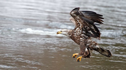 Bald Eagle flying over water