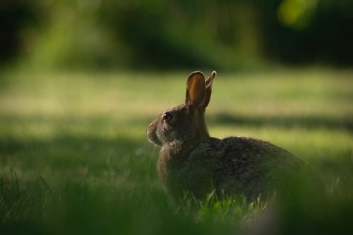 Hare in grass