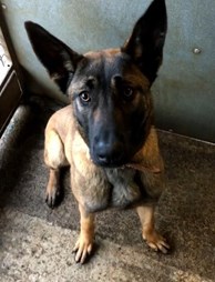Retired Police dog Amber at eleven months old