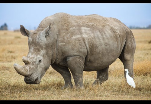 Image of White Rhino