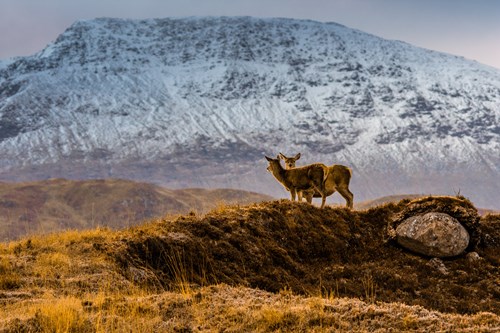 Two deer on the mountains at Glencoe, Scotland