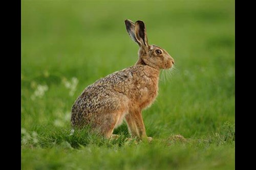 Image of a hare in the wild