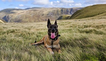 PD Amber enjoying retirement in Glenshee