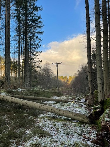 Storm damaged trees and electricity pylons