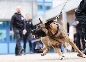 Police Dog Amber in action