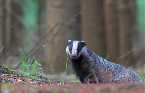 Image of a badger in the woods