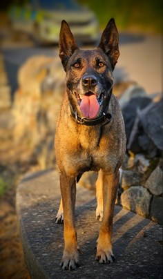Police dog Amber