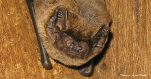 Image of a bat