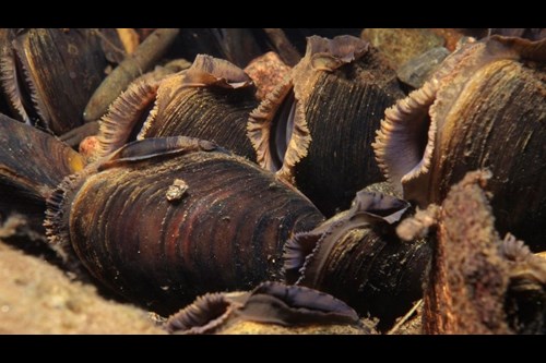 Freshwater Mussels