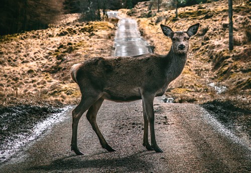 Deer in Glen Etive