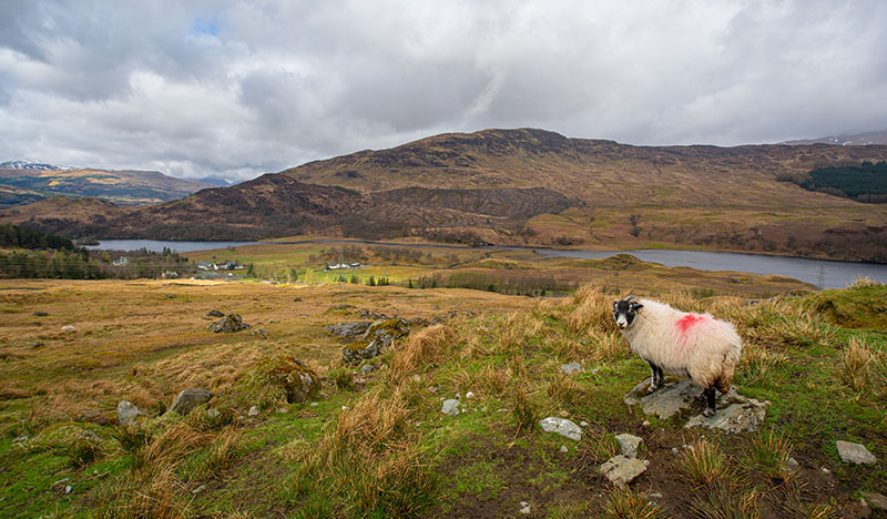 Sheep with red mark on hill in the countryside