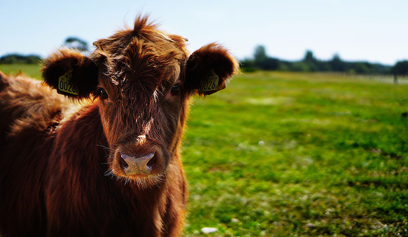 Picture of Highland Cow facing camera in a green field
