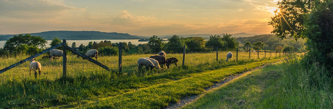 Scottish countryside banner image